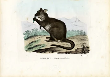Potoroo, 1863-79